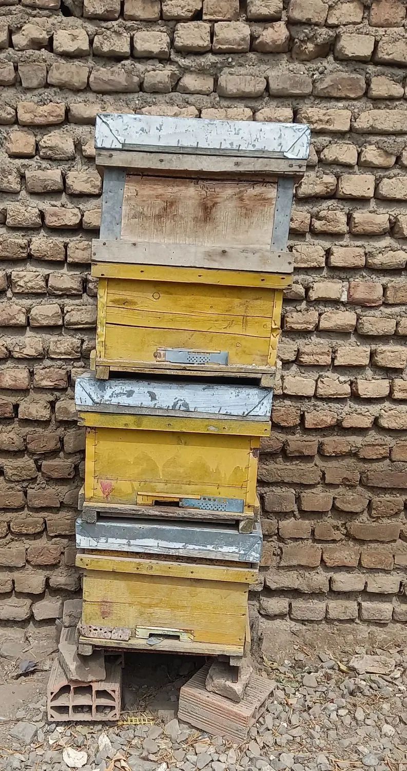 دمپایی طبی مردانه وکفش بچگانه کارتنی.کندوزنبور|کیف، کفش، کمربند|قرق, |دیوار