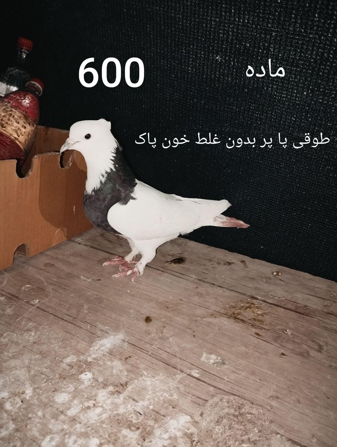 کبوتر پاکستانی چتری دم سفید سرور طوقی حراج آبشورک|پرنده|بندرعباس, |دیوار