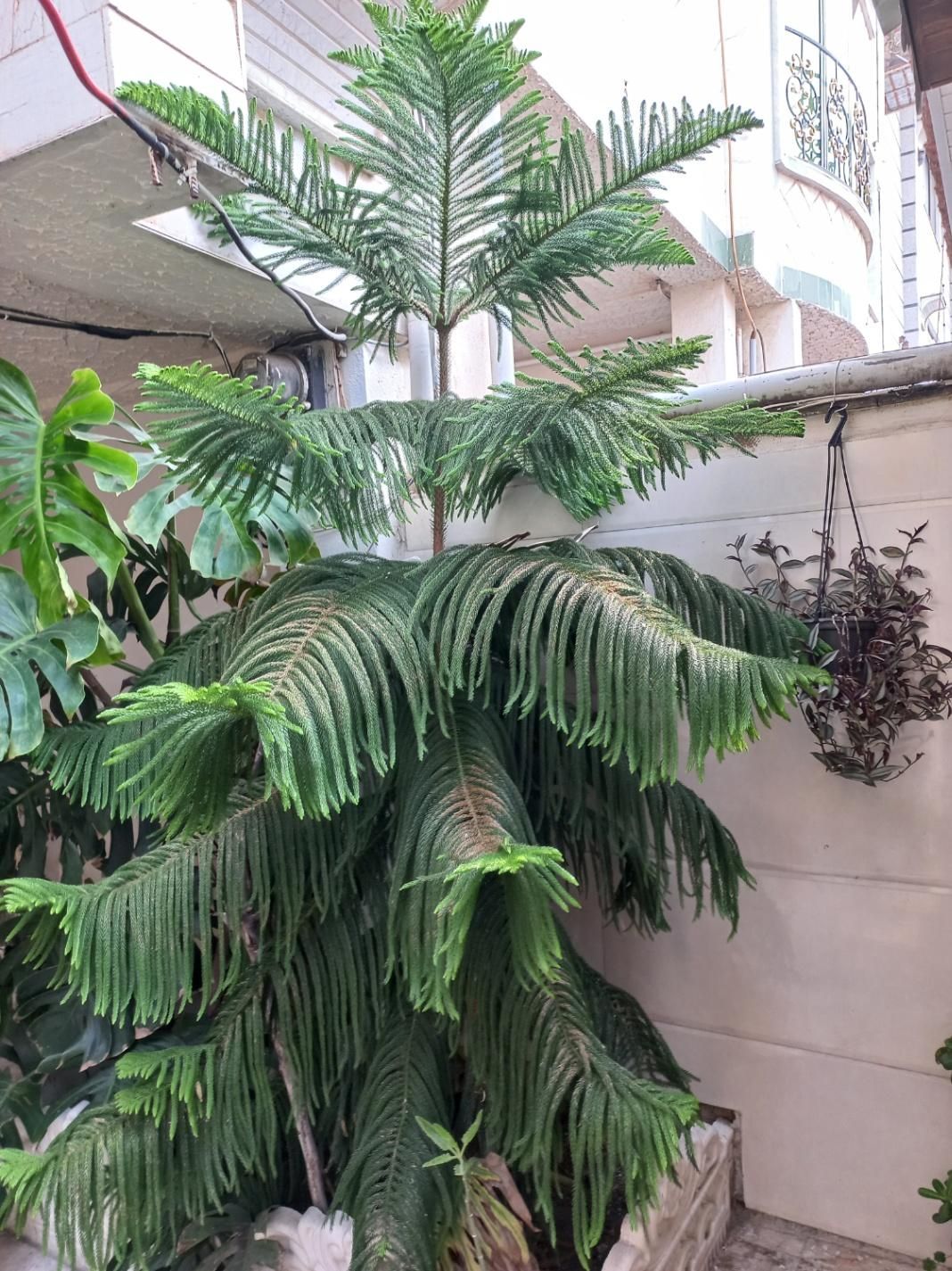 کاج مطبق سرحال|گل و گیاه طبیعی|رشت, آب و برق|دیوار