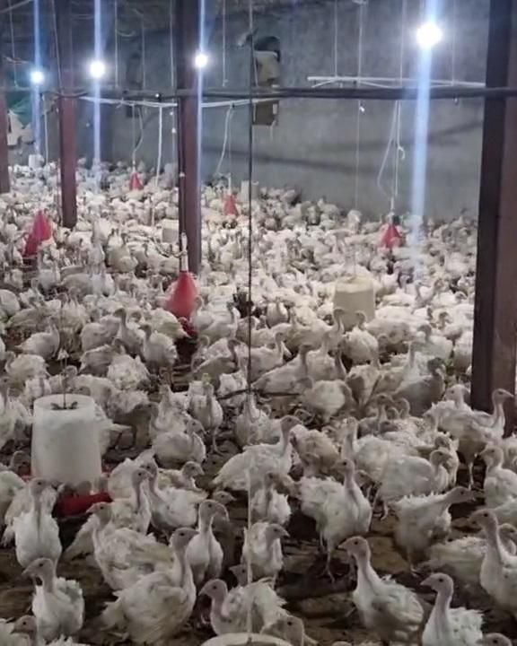 بیوتی فوق سنگین جوجه بوقلمون|حیوانات مزرعه|بیرجند, |دیوار