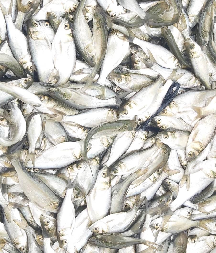 طرح بچه ماهی کپور،قزل آلا،|ماهی|قزوین, |دیوار