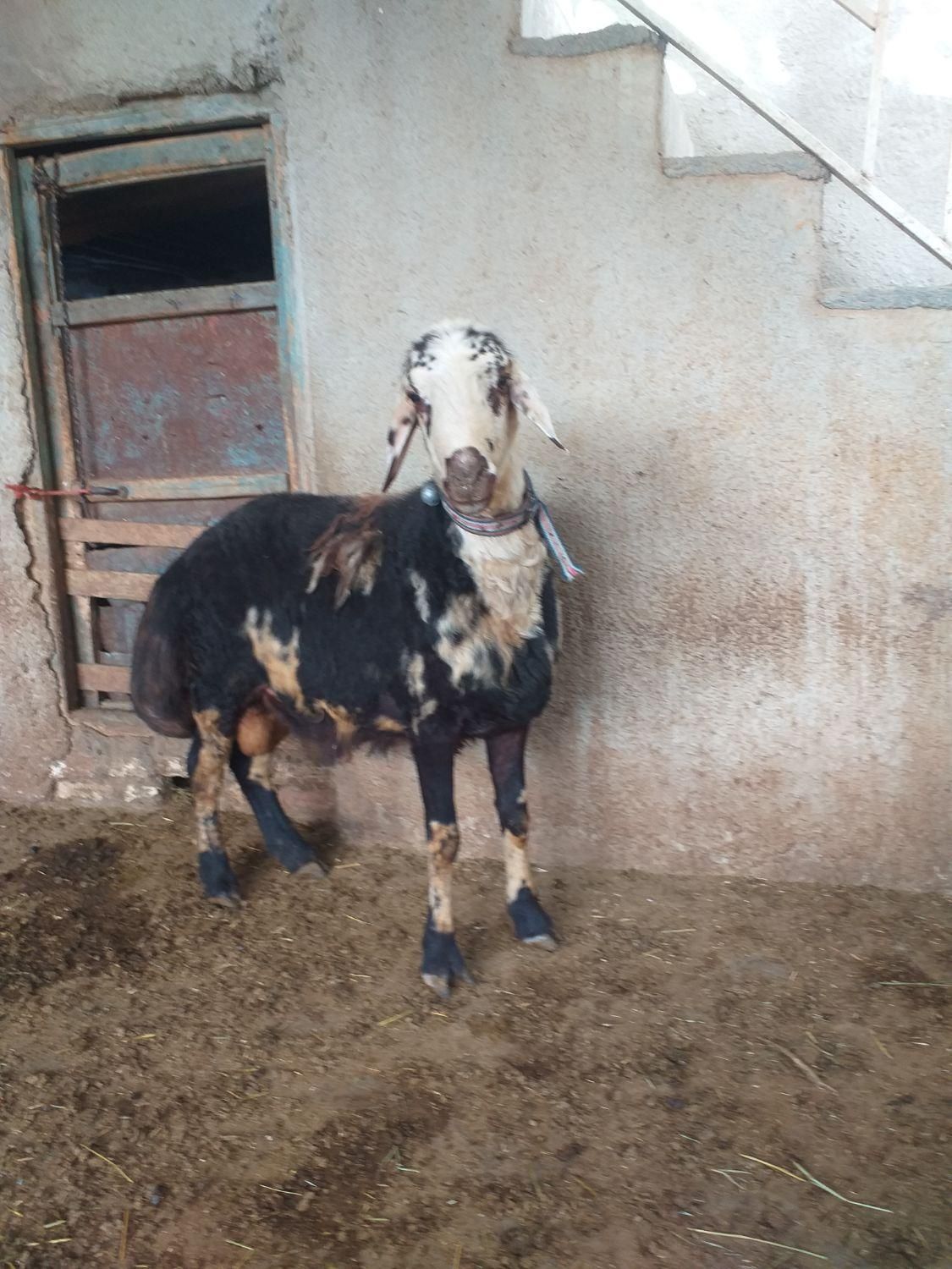 قوچ پلنگی میش بره بز|حیوانات مزرعه|کنگاور, |دیوار