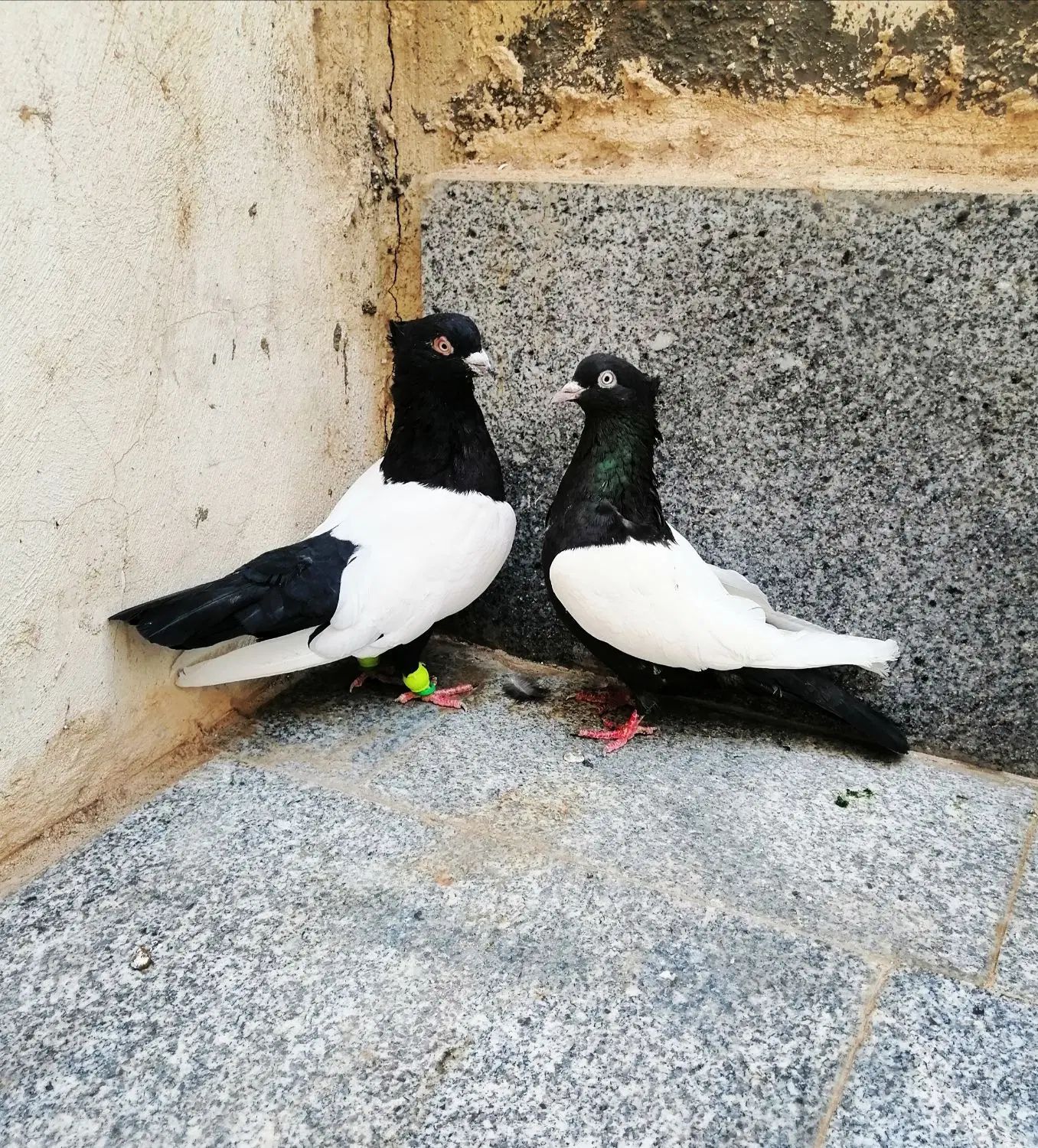کفتر سینه سیاه|پرنده|مشهد, شهرک شیرین|دیوار