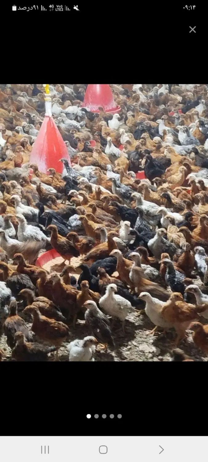 جوجه خروس ومرغ|حیوانات مزرعه|رشت, فلسطین|دیوار