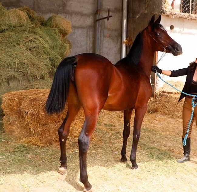 ماده کره عرب اسب ۲ساله|اسب و تجهیزات اسب‌سواری|تهران, آجودانیه|دیوار