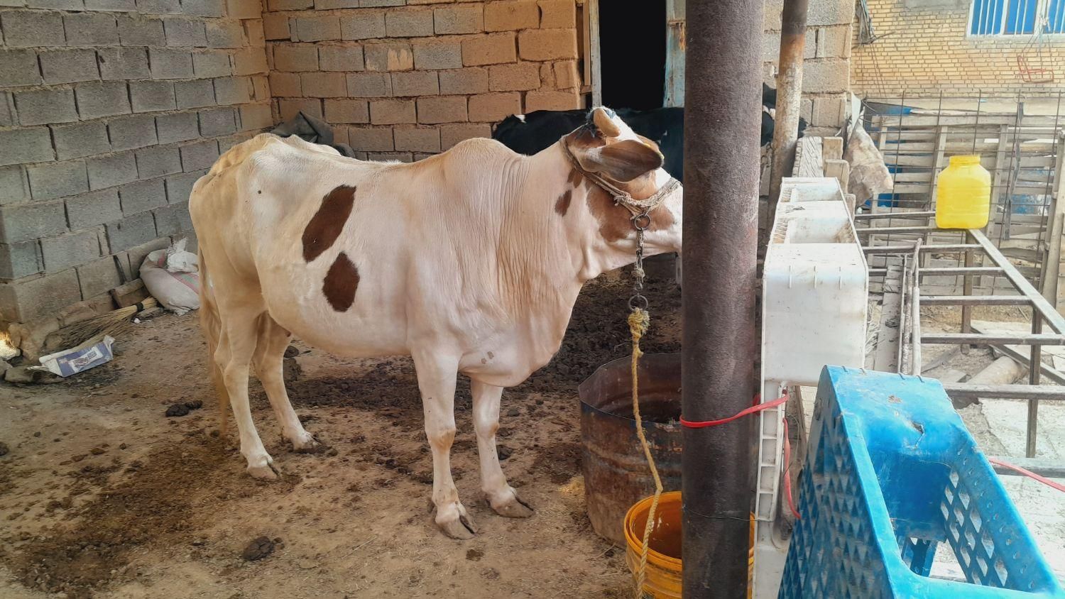 ۳عددگاو مارون ۳روستای بیت صیوان هلیچی|حیوانات مزرعه|رامشیر, |دیوار