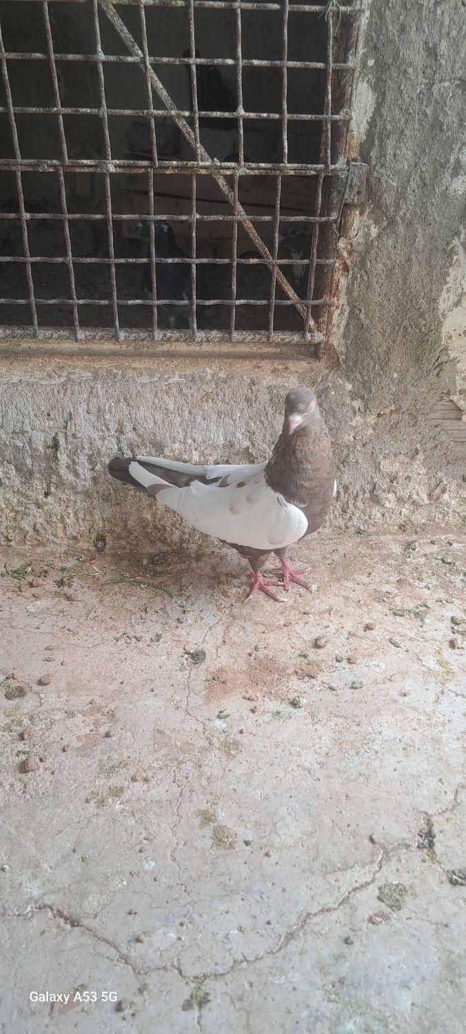 نرماده تخم جوجه ای|پرنده|کرمان, |دیوار