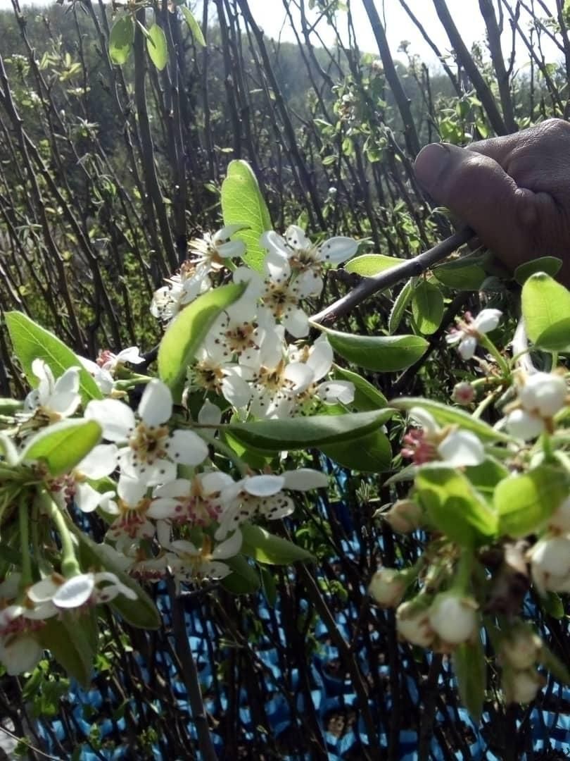 نهال میوه اصلاح شده باردهی از سال اول|خدمات باغبانی و درختکاری|رشت, آب آسیاب|دیوار