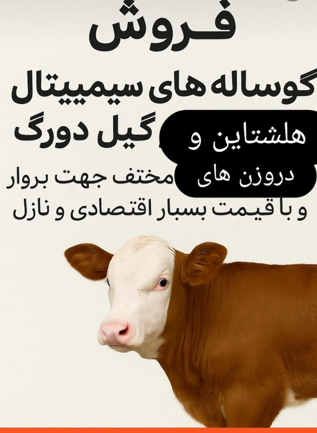 سمینتال خلوص بالا گوساله سبک وزن پرواری|حیوانات مزرعه|بندر ترکمن, |دیوار