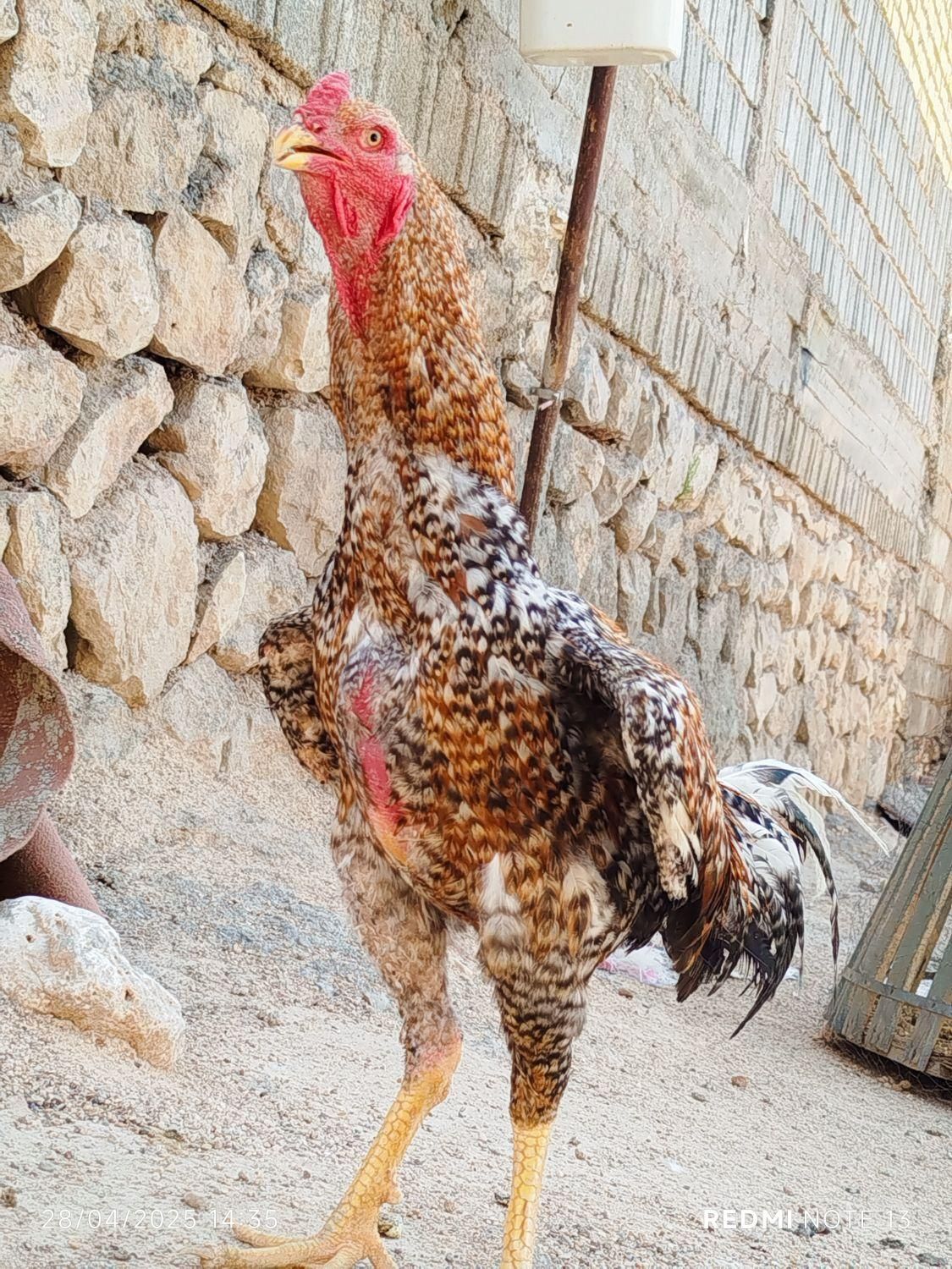 خروس لاری|حیوانات مزرعه|شیراز, رکن‌آباد|دیوار