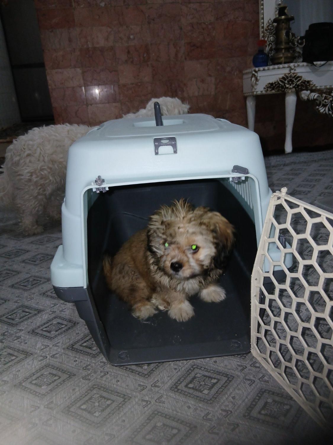 باکس سگ سایز مینی در حد نو ب فروش میرسد|لوازم جانبی حیوانات|پاکدشت, حصار امیر|دیوار