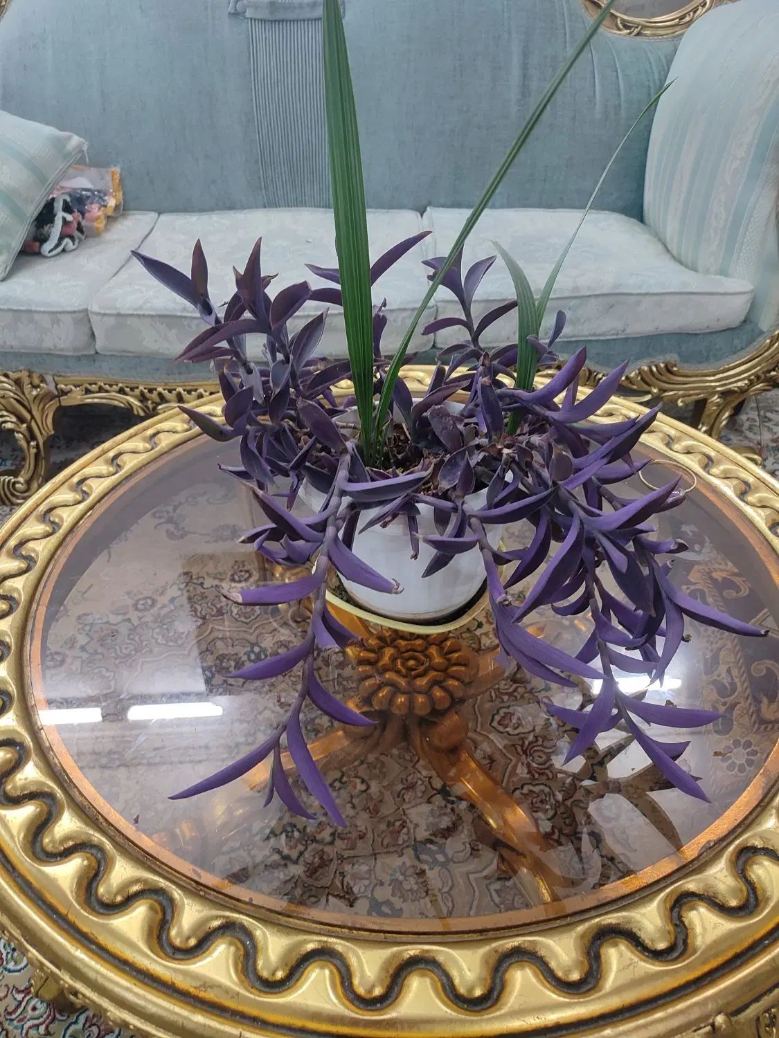گل برگ انجیری،سانسوریا،نخل مرداب،رویال،قاشقی|گل و گیاه طبیعی|مشهد, مصلی (کارمندان اول)|دیوار