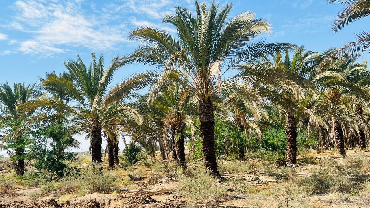 بندرعباس و درختان زیبای نخل|خدمات باغبانی و درختکاری|بندرعباس, |دیوار