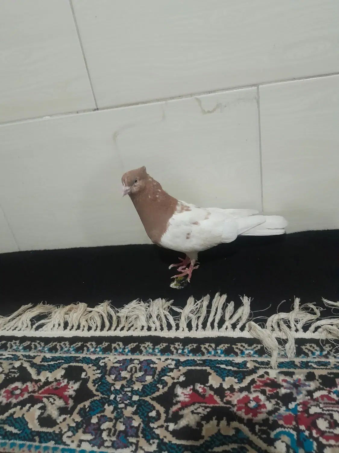 نرو ماده کله زرد|پرنده|کرج, حسین آباد (اکبر آباد)|دیوار