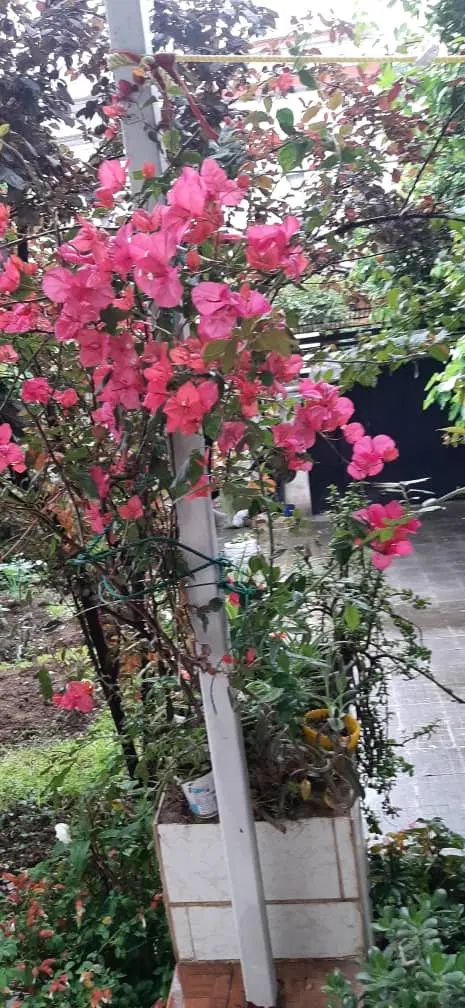 زمین مناسب ساخت ۳۰۷ متری شهدا/فلسطین|فروش زمین و ملک کلنگی|رشت, فلسطین|دیوار