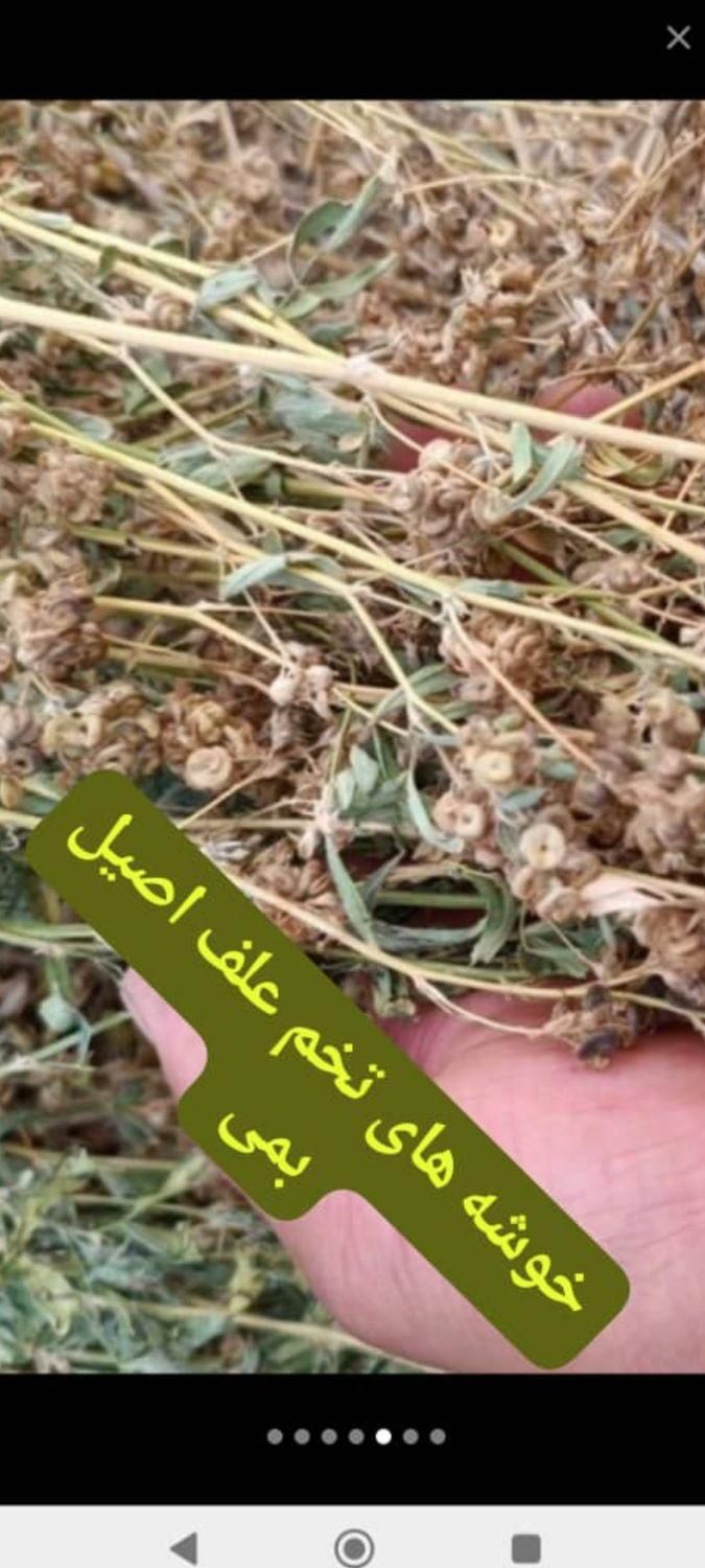 تخم علف محلی بمی پاک اصلاح سس گیری شده|خدمات باغبانی و درختکاری|بم, |دیوار