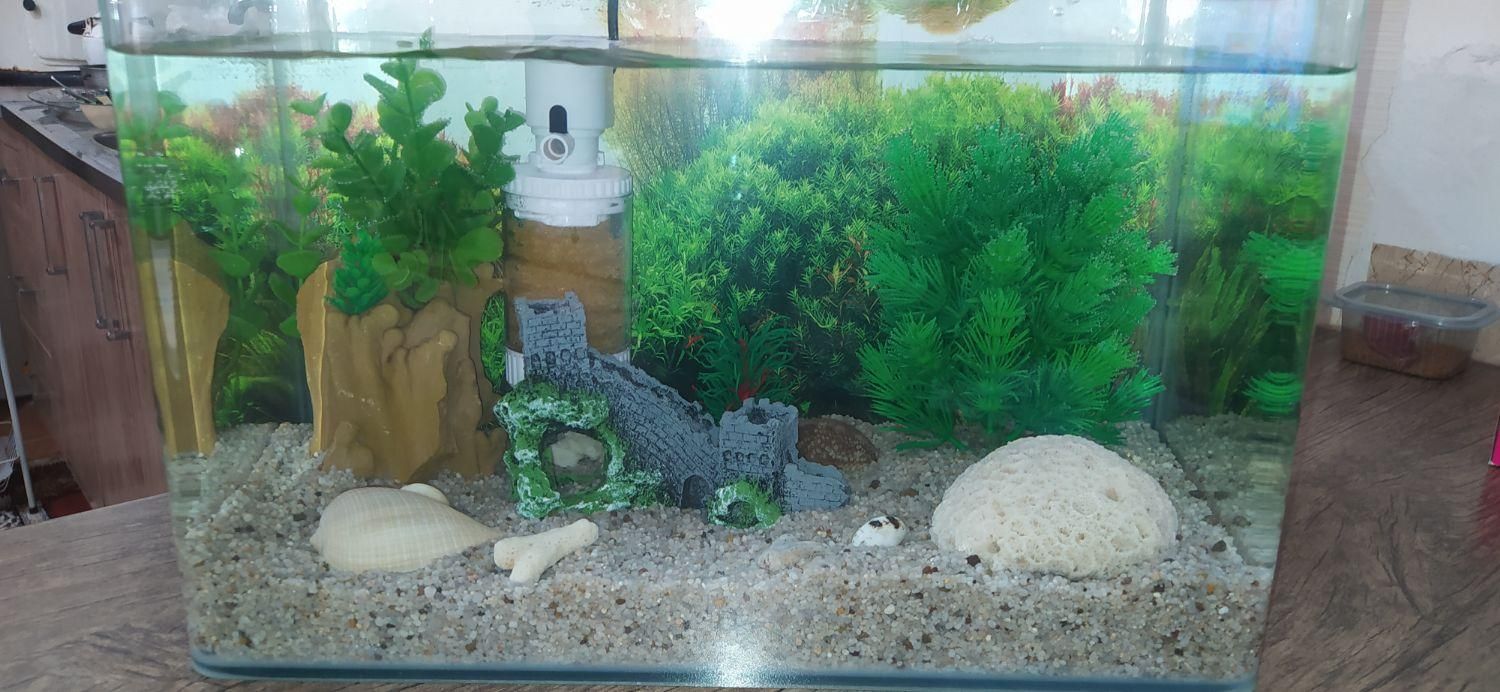 آکواریم شیشه خم|ماهی|نی‌ریز, |دیوار