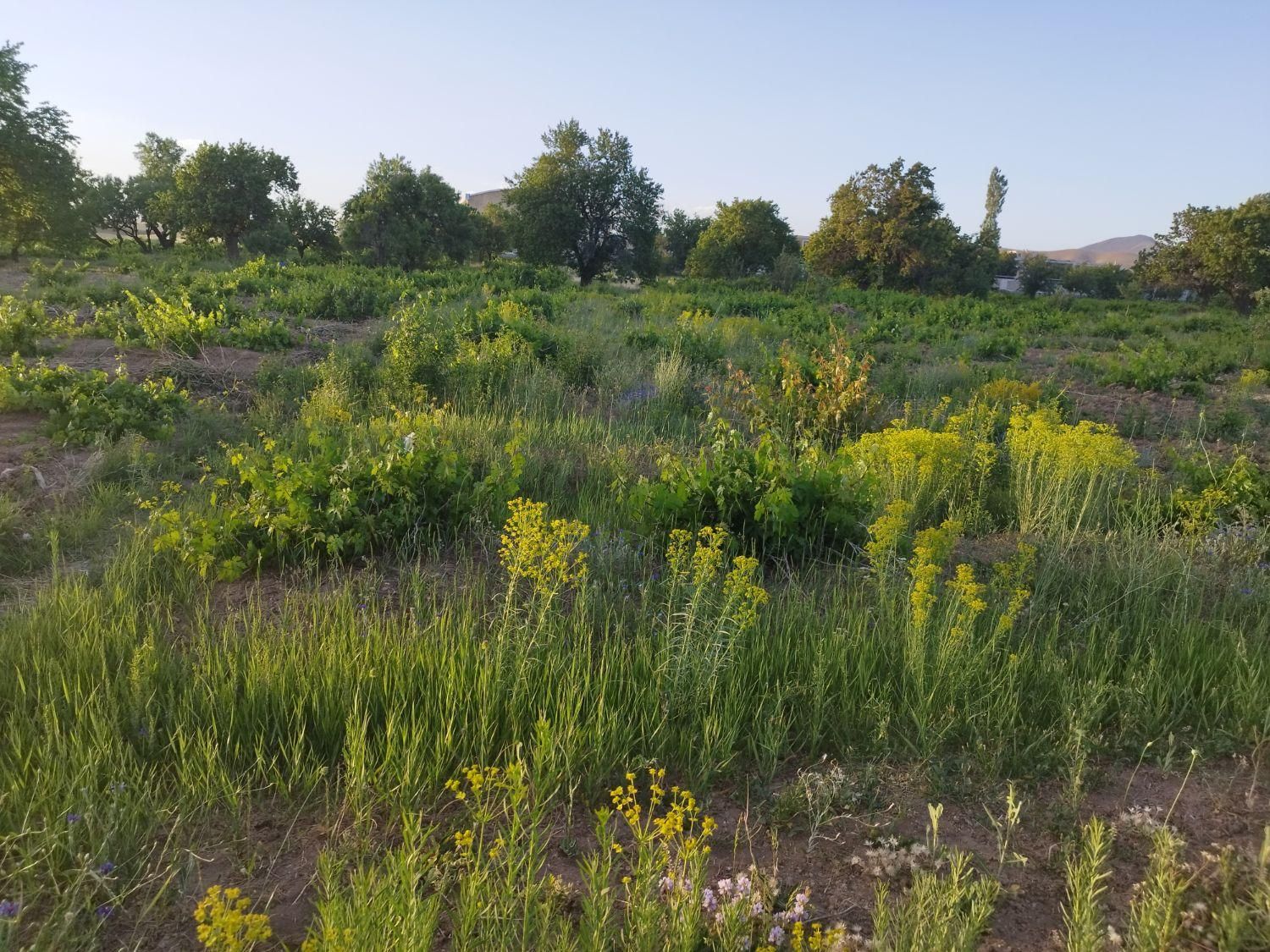 باغ انگور ، هندودر|فروش دفتر صنعتی، کشاورزی، تجاری|سربند, |دیوار