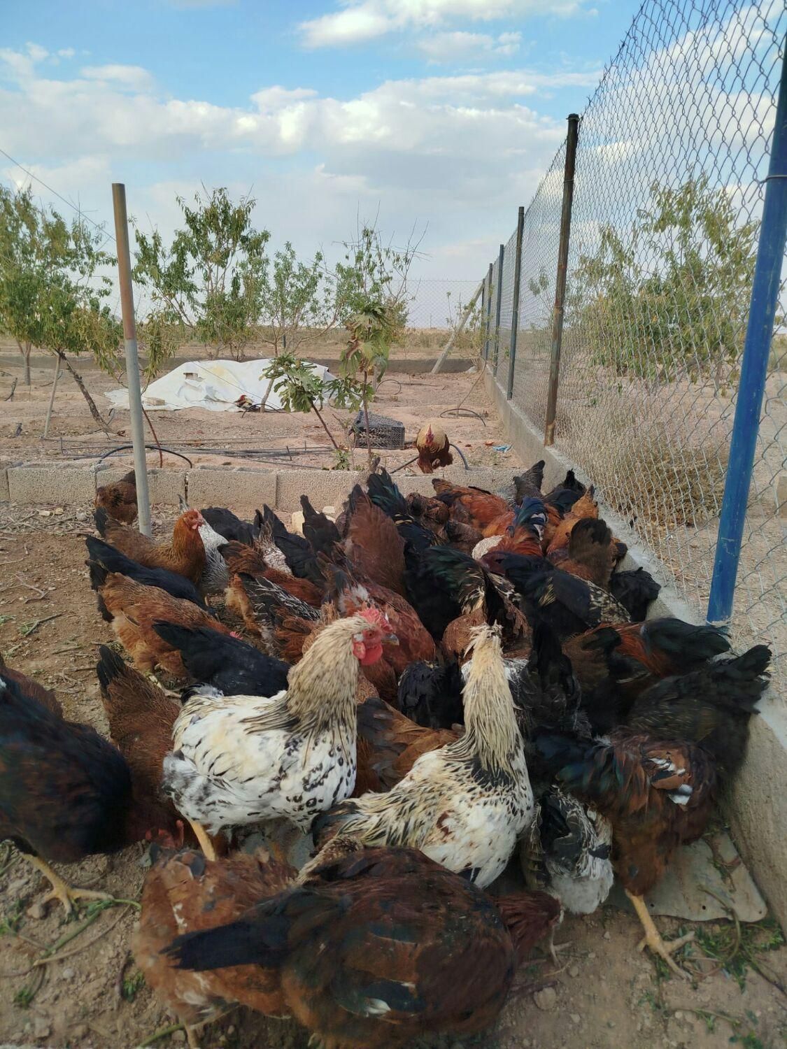 مرغ تخمگزار .بلک استار .وگلپایگانی|حیوانات مزرعه|شاهین‌شهر, فرودگاه هسا|دیوار