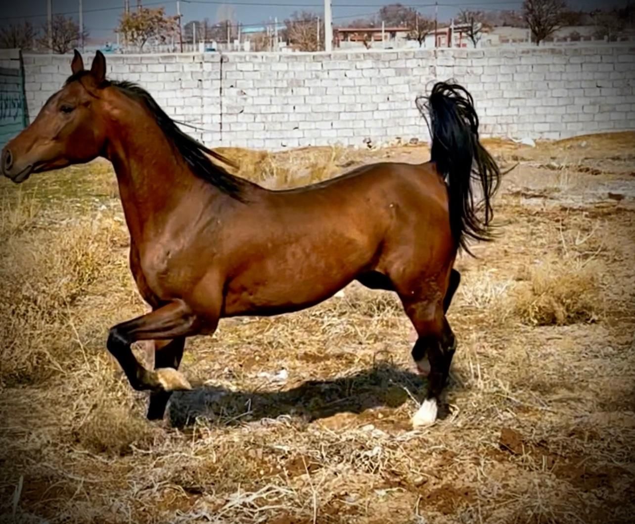 اسب عرب مصری یک سر وارداتی|اسب و تجهیزات اسبسواری|میانه, |دیوار