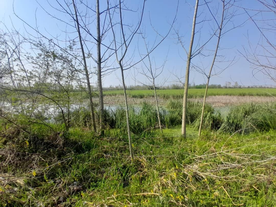 زمین مسکونی لاهیجان ویو ابدی تالاب|فروش زمین و ملک کلنگی|لاهیجان, بوجایه|دیوار