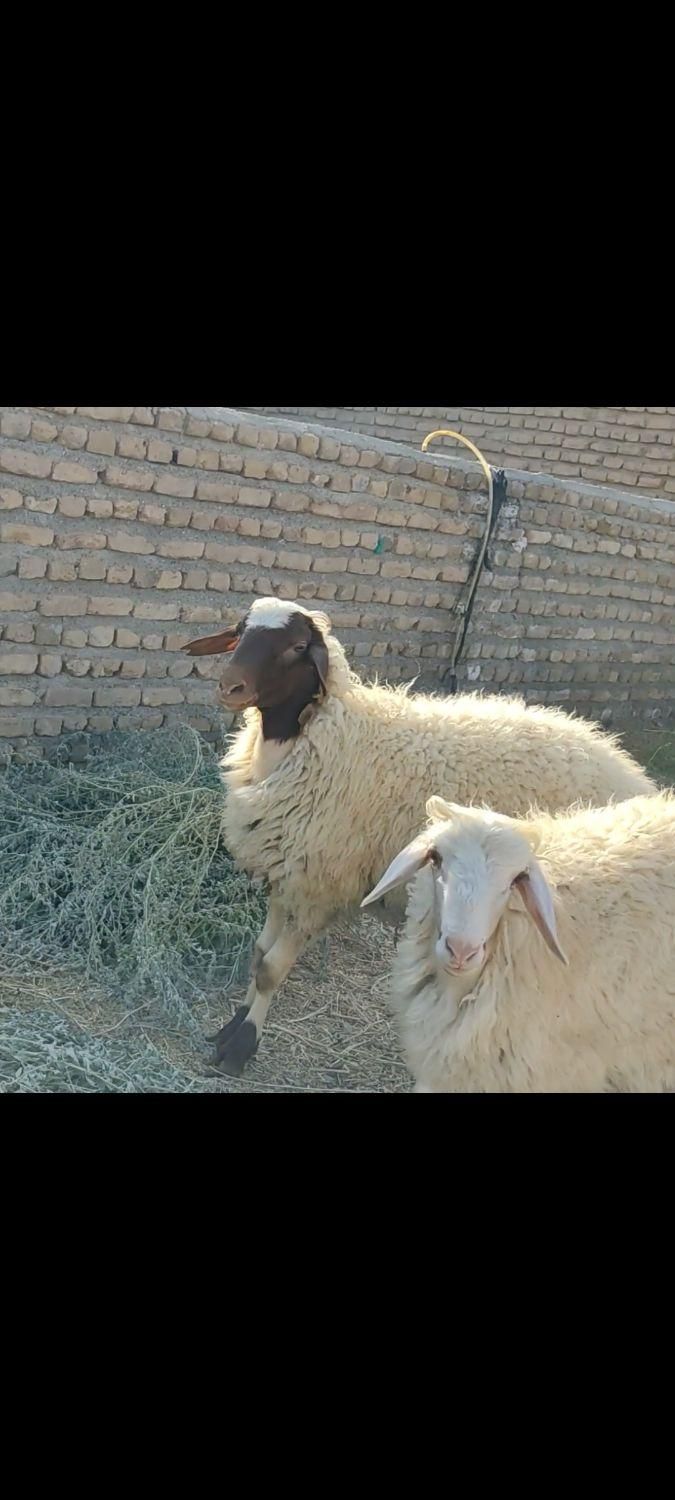 بره قوچی مناسب برای قوچی|حیوانات مزرعه|تربت‌حیدریه, پایانه مسافربری تربت حیدریه|دیوار