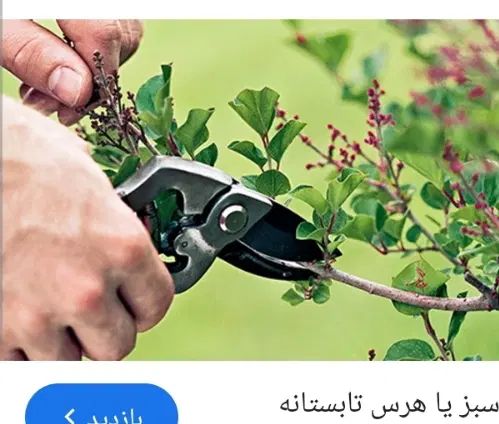 هرس تمام درختان میوه وجنگلی|خدمات باغبانی و درختکاری|مشهد, دانشجو|دیوار
