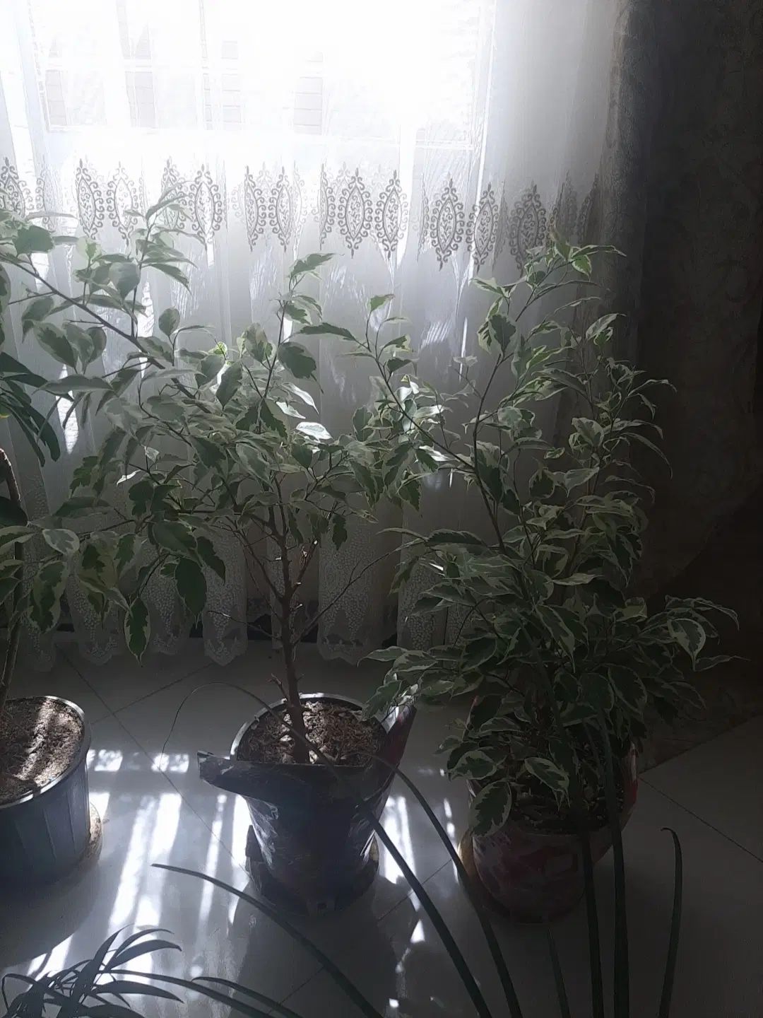 گل طبیعی آپارتمانی  .تعویض با تخت سنتی|گل و گیاه طبیعی|اصفهان, لاله|دیوار