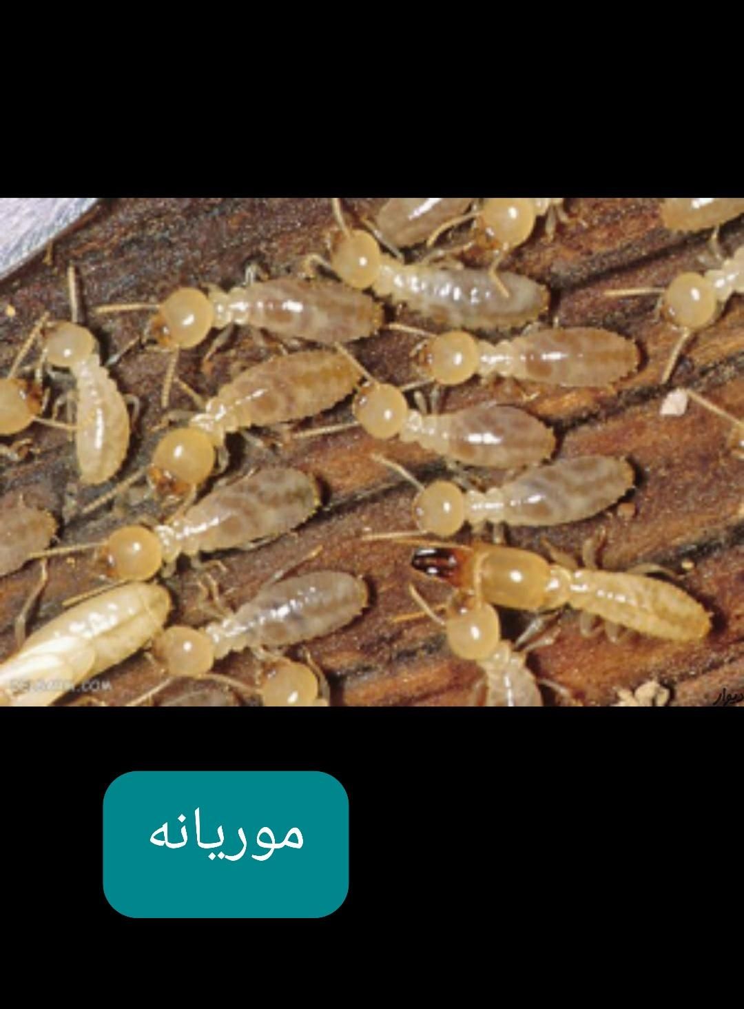 سمپاشی انواع حشرات ساس سوسک سم پاشی|خدمات نظافت|بندر ماهشهر, |دیوار