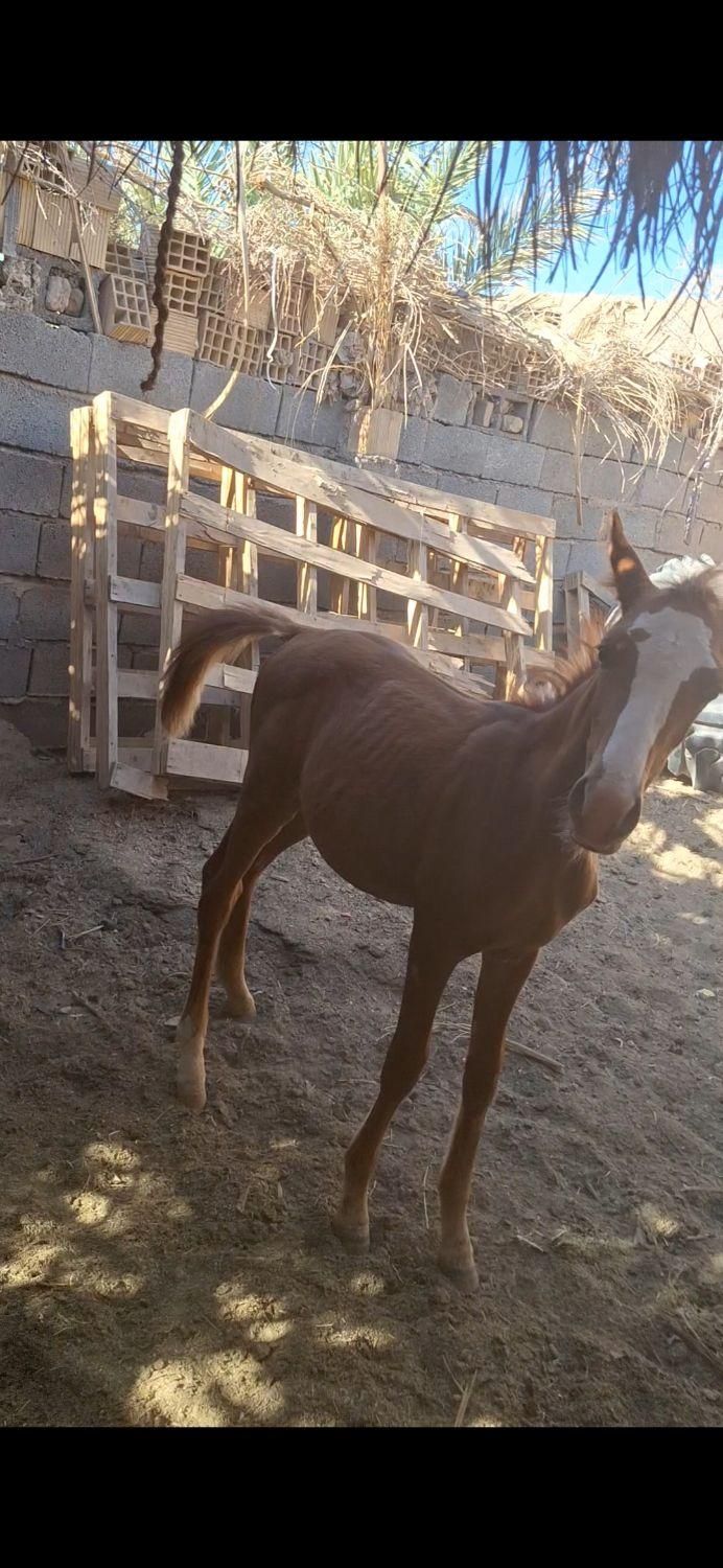 کره ۹ ماه|اسب و تجهیزات اسبسواری|بم, |دیوار