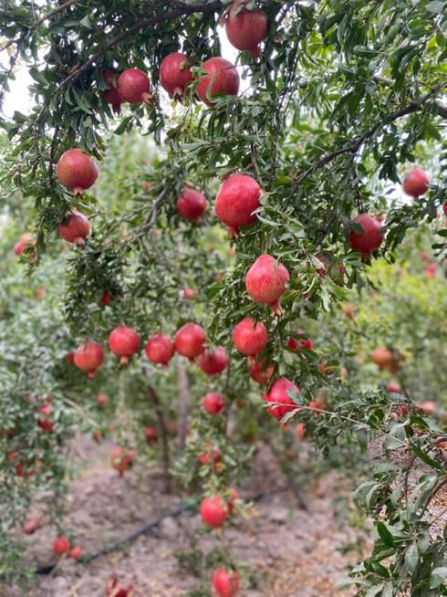 انار ساوه صادراتی|خوردنی و آشامیدنی|تهران, شهرک شریعتی|دیوار