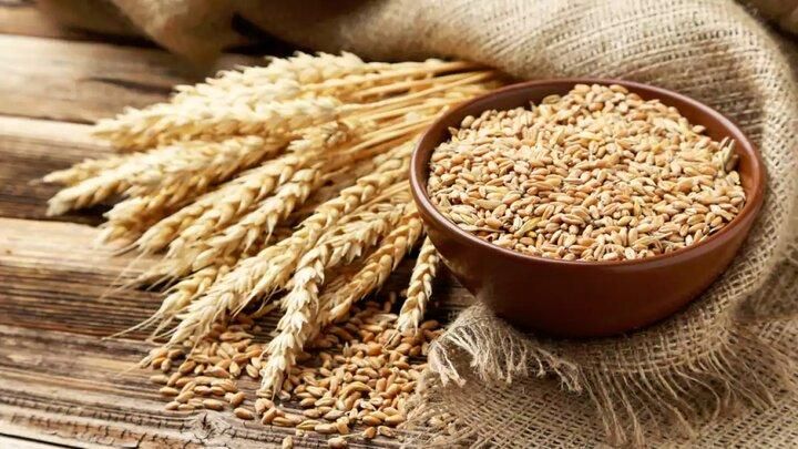 گندم|خوردنی و آشامیدنی|آباده, |دیوار