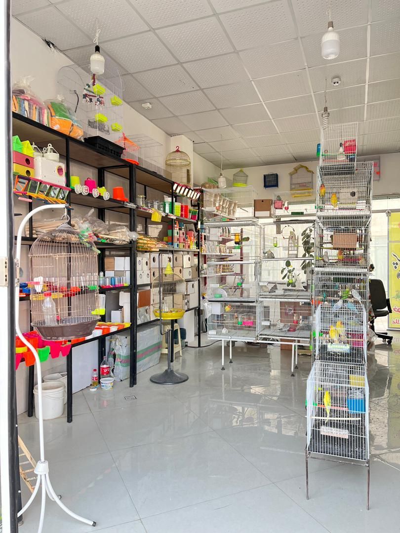 پرنده سرای سیستان|پرنده|گلبهار, شهر جدید گلبهار|دیوار