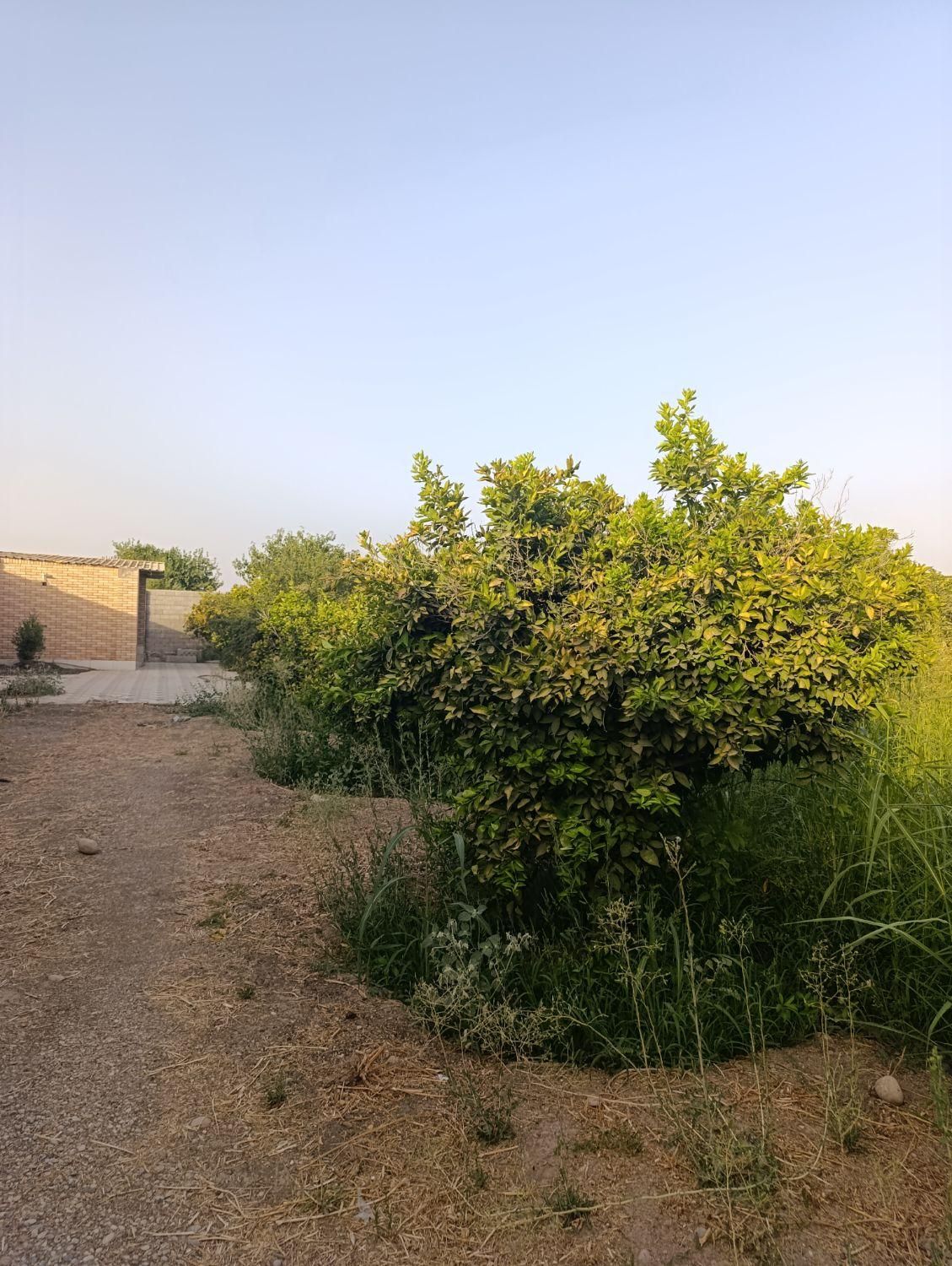 فروش باغچه/برق آب تصفیه/رو ب رو ترمینال|فروش دفتر صنعتی، کشاورزی، تجاری|دزفول, |دیوار