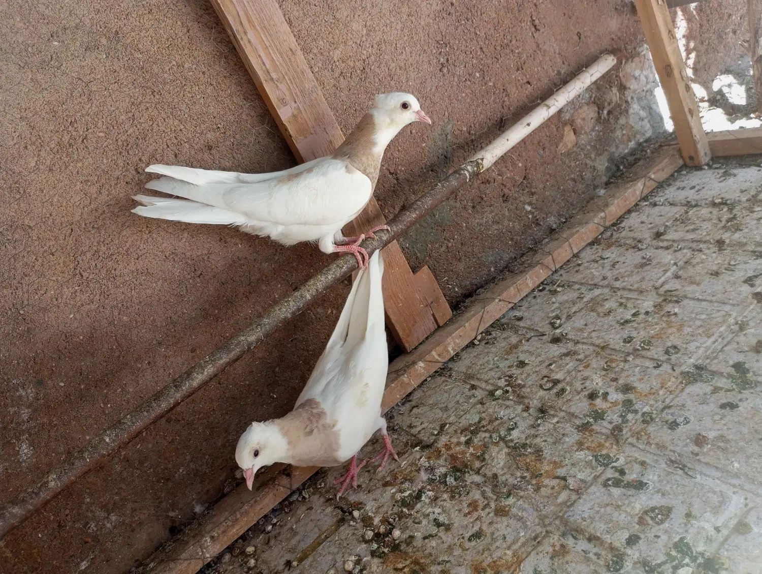 کفتر جوجه طوقی  کارتنی هفت‌رنگ|پرنده|مشهد, رباط طرق|دیوار