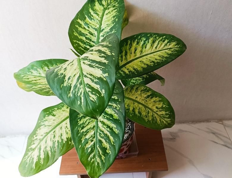 گیاه دیفن باخیا بزرگ آپارتمانی|گل و گیاه طبیعی|شیراز, پودنک|دیوار