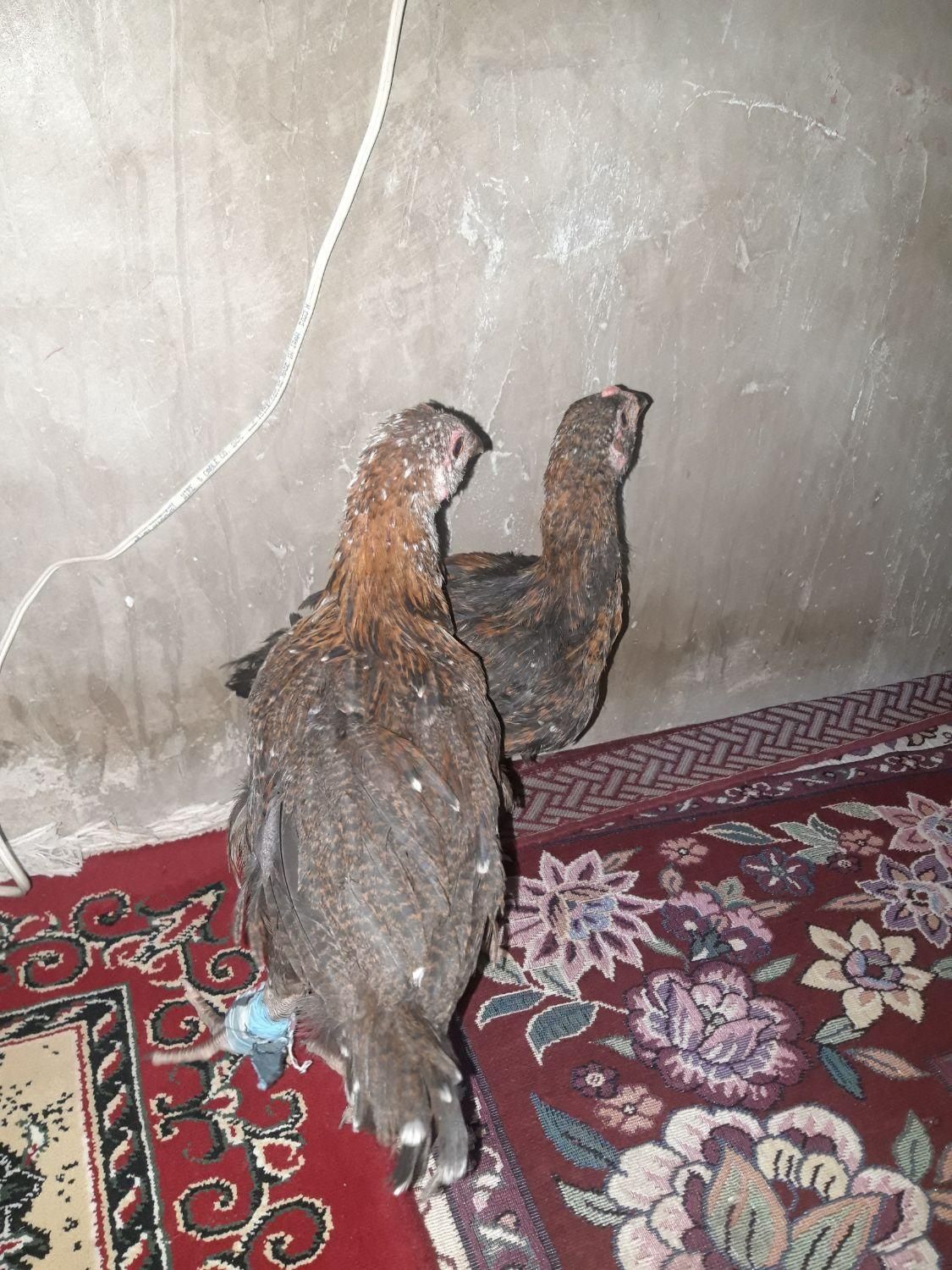 جوجه لاری افغانی|تلویزیون و پروژکتور|خاش, |دیوار