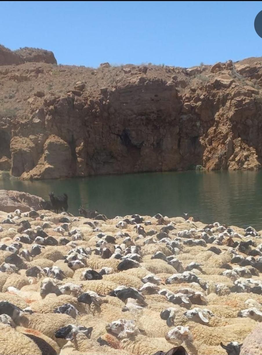 فروش گله میش  بز بزغاله معاوضه با ایسوزو یا نقدی|حیوانات مزرعه|شاهین‌شهر, فردوسی|دیوار