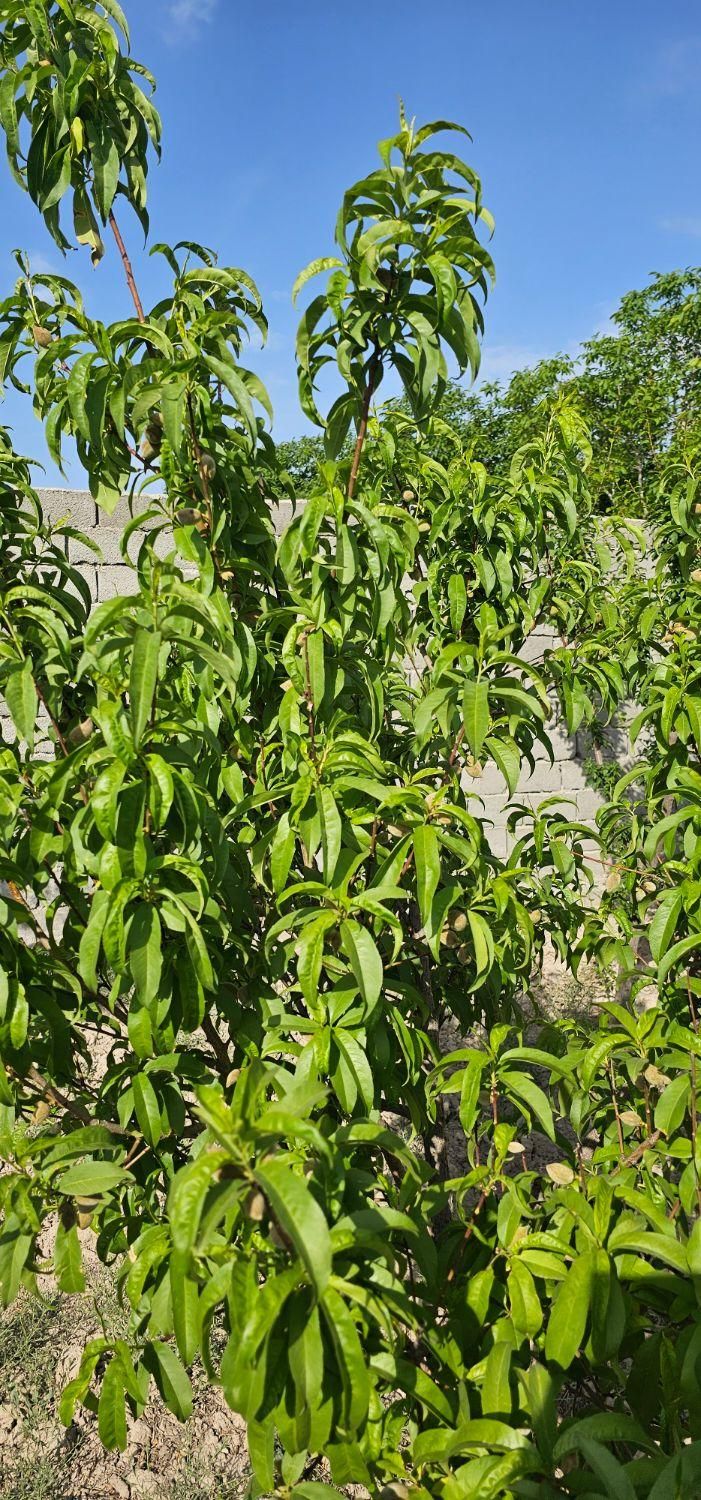 فروش ۶۵۰ متری در شهرک آپادانا|فروش دفتر صنعتی، کشاورزی، تجاری|تهران, شهرک آپادانا|دیوار
