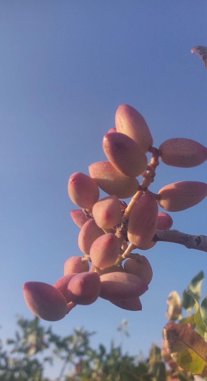 پسته تازه/خرید مستقیم از باغبان|خوردنی و آشامیدنی|تهران, کامرانیه|دیوار