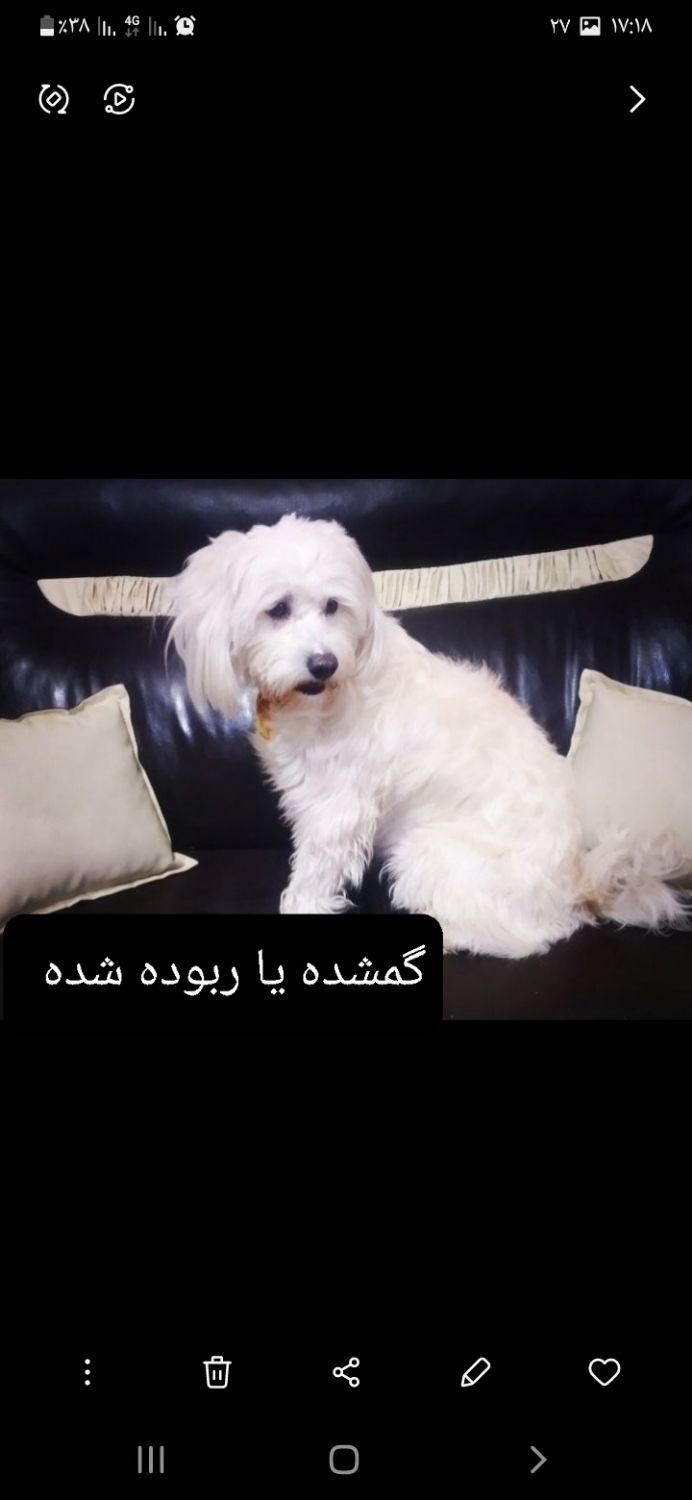 سگ تمام سفید گمشده یا ربوده شده|حیوانات|نیشابور, فرح بخش|دیوار