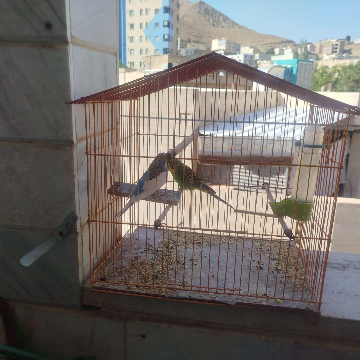 مرغ عشق جفت با قفس|پرنده|سمنان, |دیوار