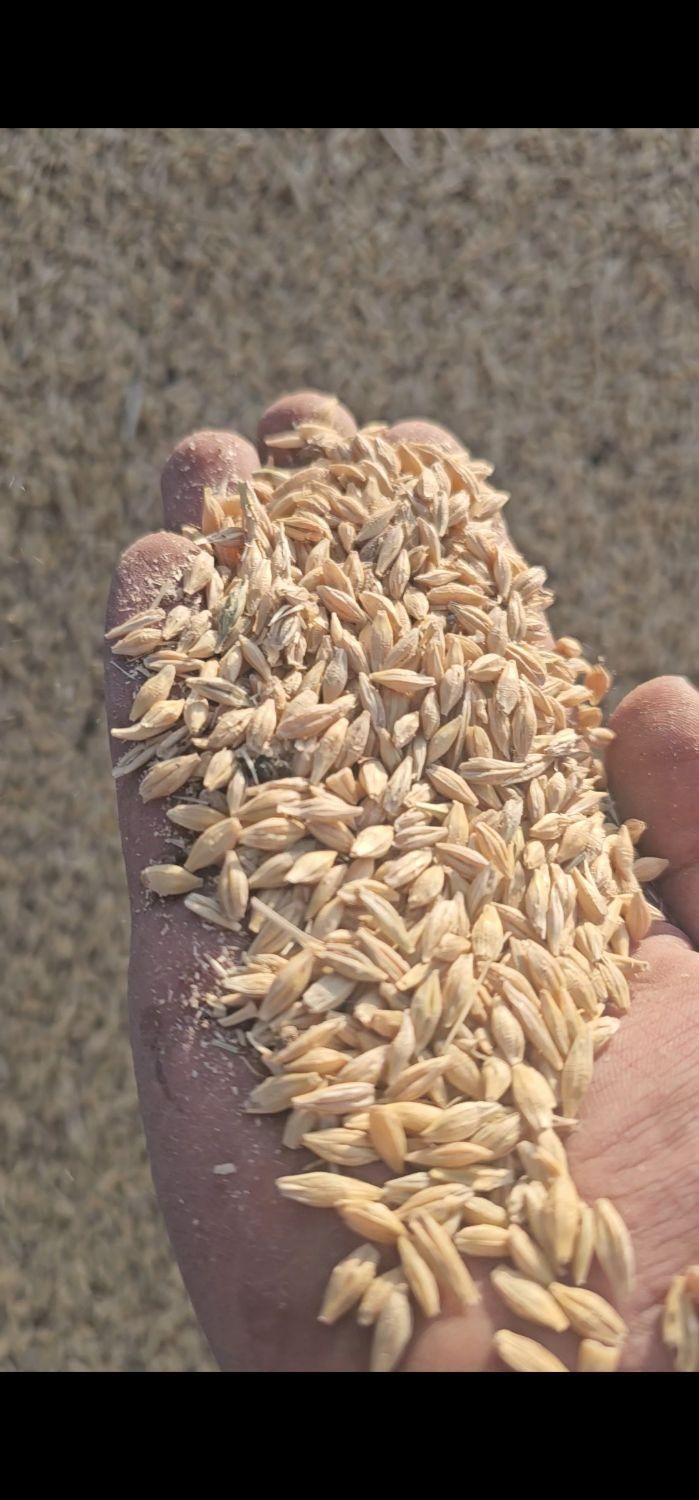 جو محلی -آب خورده -درجه یک برا  بذر و دام|خدمات باغبانی و درختکاری|مرودشت, رودبال|دیوار
