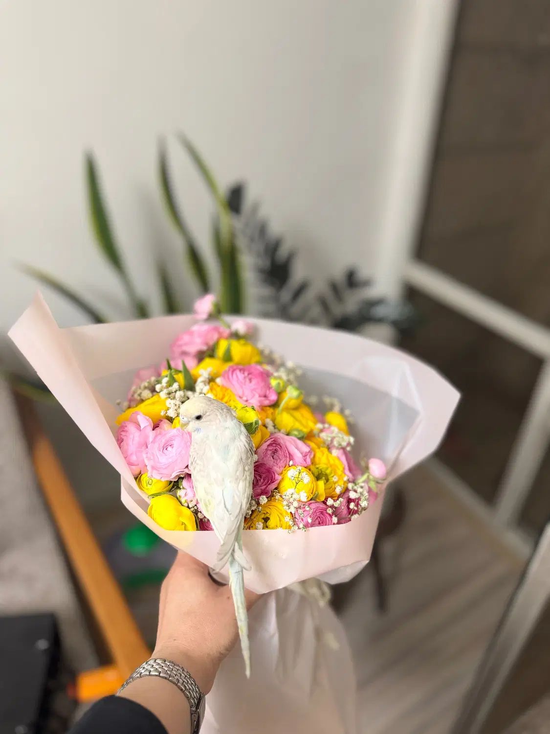 پرنده گمشده|پرنده|تهران, دبستان|دیوار