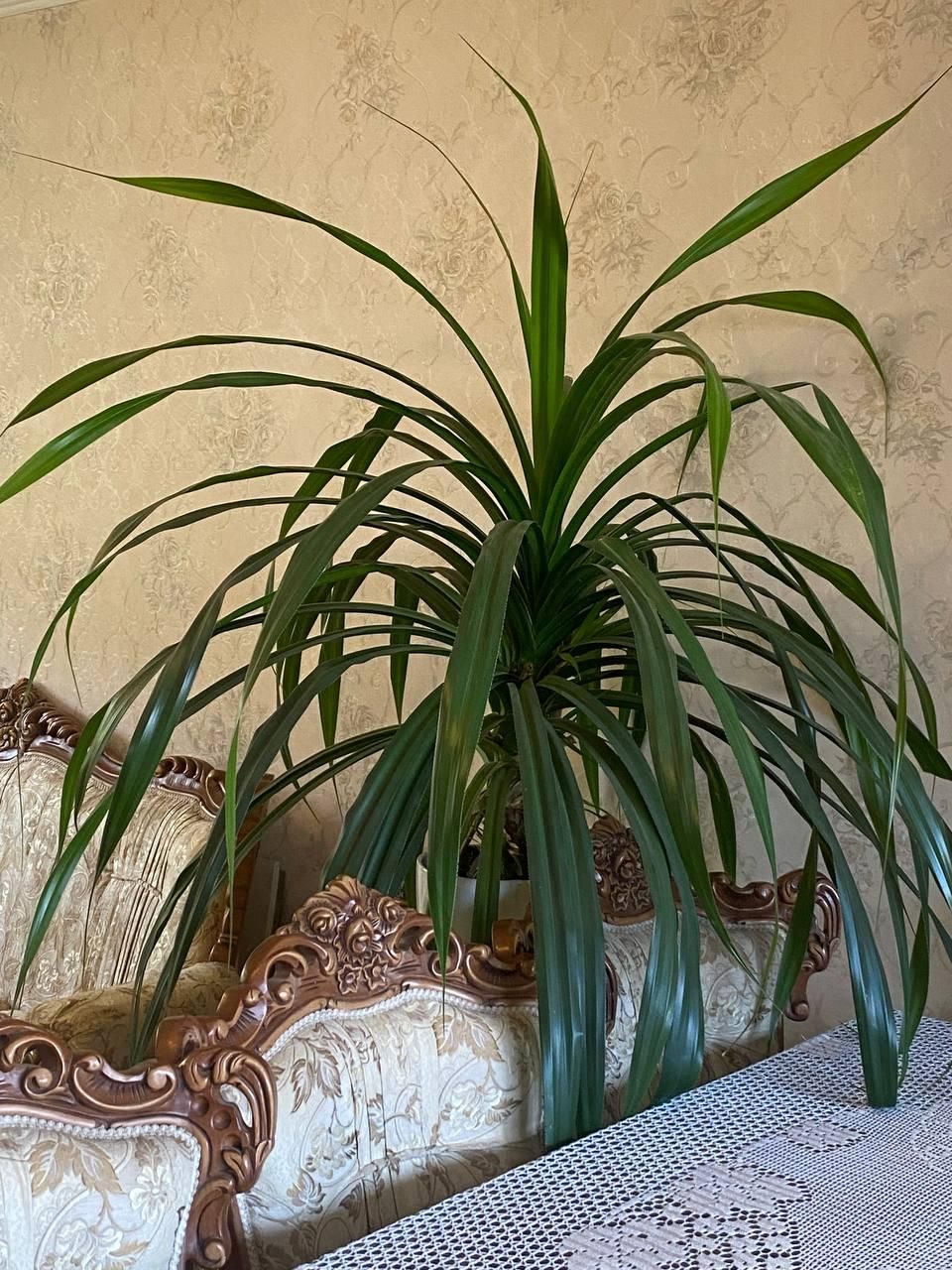 گلدان بزرگ پاندالوس|گل و گیاه طبیعی|پردیس, فاز ۲|دیوار