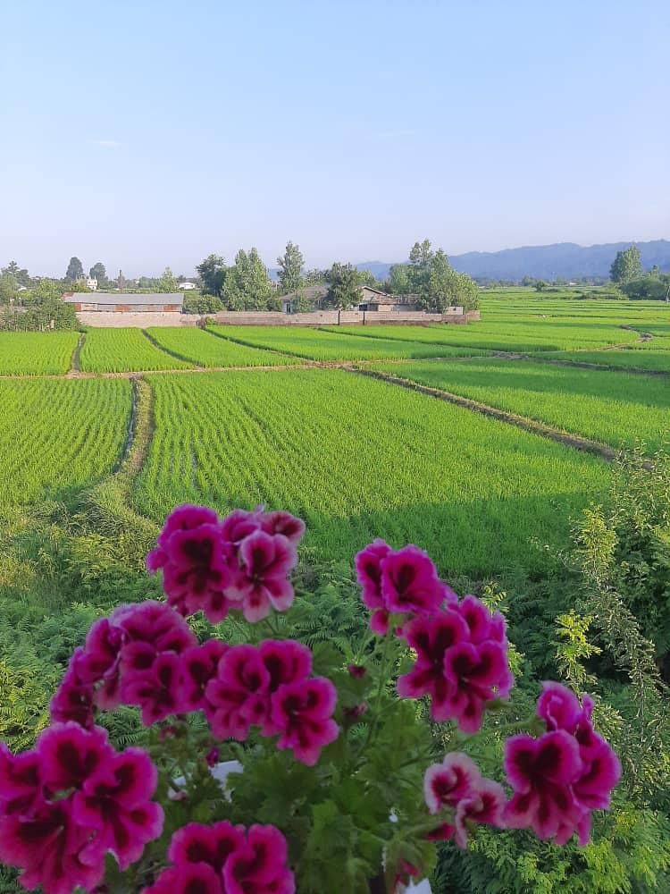 اجاره کلبه چوبی نوساز و تمیز حیاط دار|اجارهٔ کوتاهمدت آپارتمان و سوئیت|رضوانشهر, |دیوار