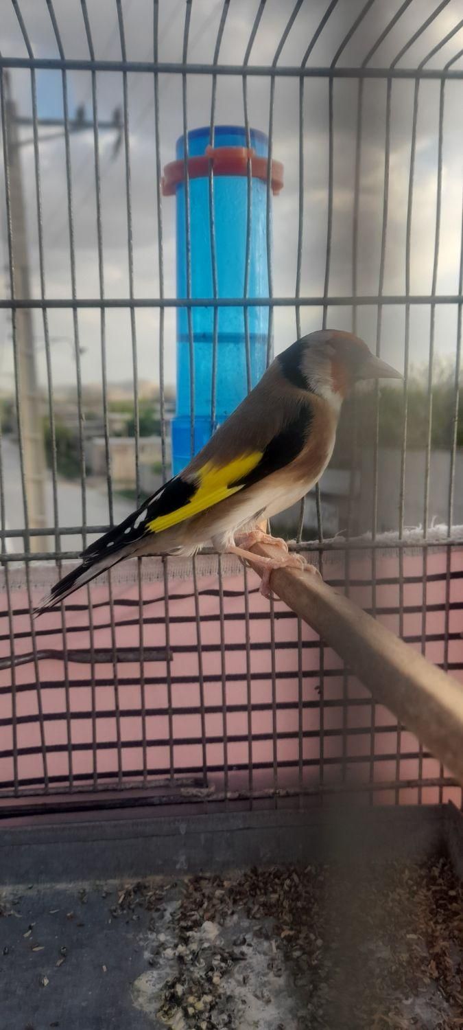 سهره|پرنده|تهران, خانی‌آباد|دیوار
