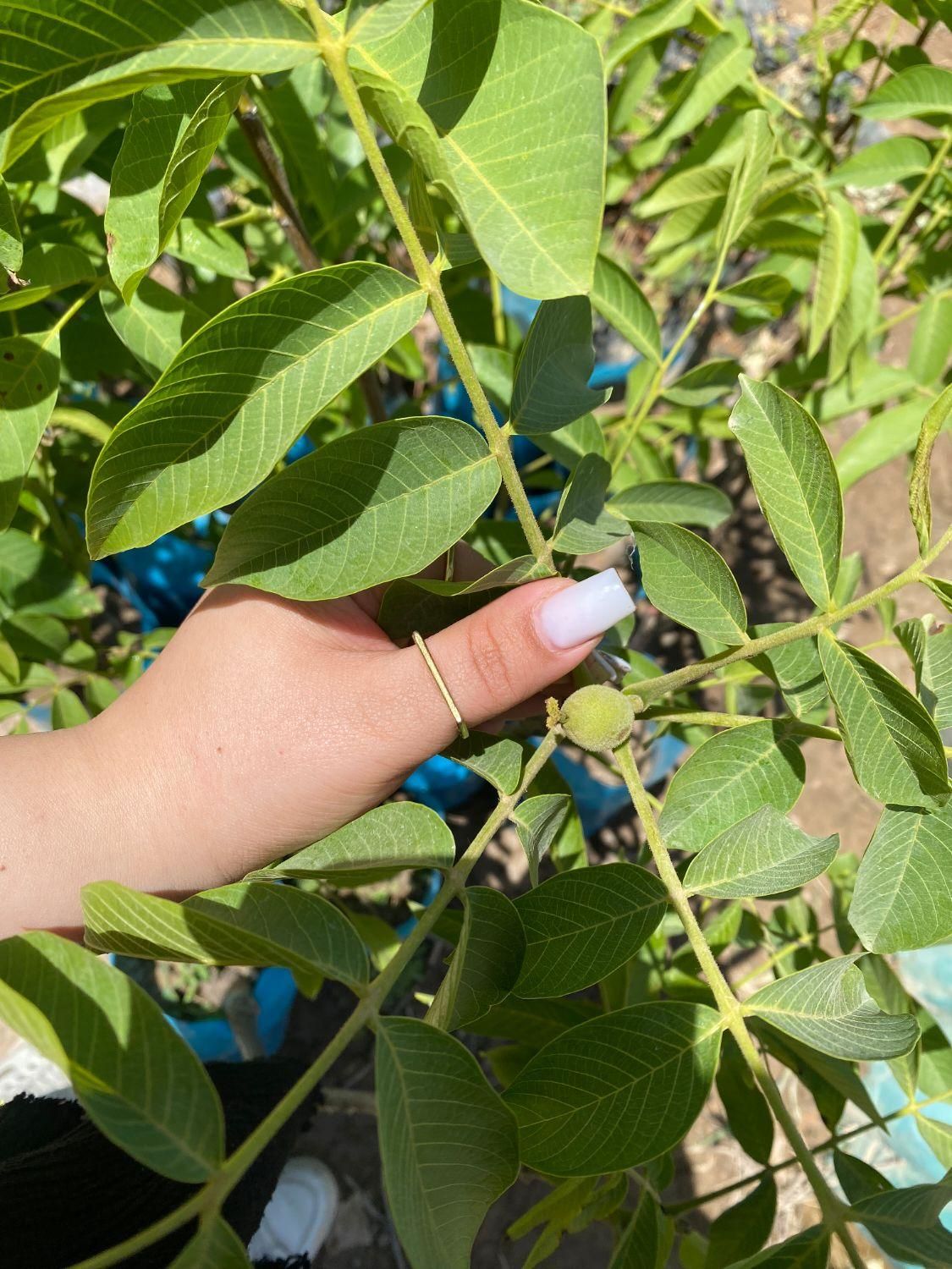 نهال گردوی وینا مقاوم به آفات|خدمات باغبانی و درختکاری|فردوس (خراسان), |دیوار