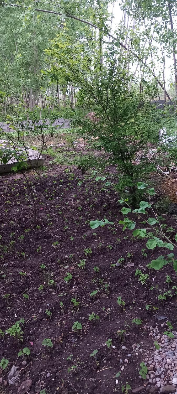 فروش ویلا با زمین ۲۵۰متری از املاک ابوالفضل بخرید|فروش خانه و ویلا|رودبنه, |دیوار