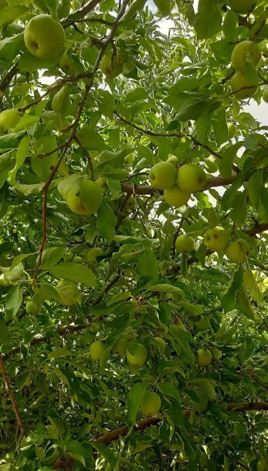 سیب ترش آبدار|خوردنی و آشامیدنی|تهران, حر|دیوار